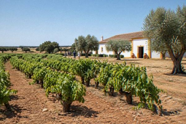 Full-Day Wine Tour, Lunch and Transport, Évora