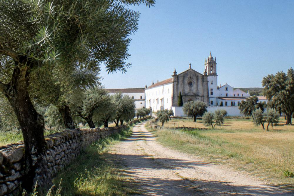 A quiet country lane lined with olive trees and a low stone wall leading toward the monastery estate