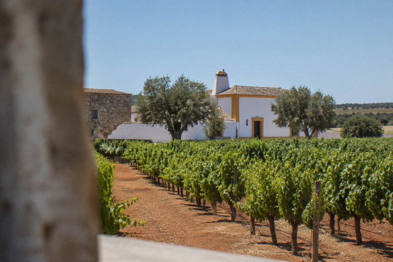 Rows of grapevines on an Alentejo wine estate with a historic stone building behind them under a clear sky