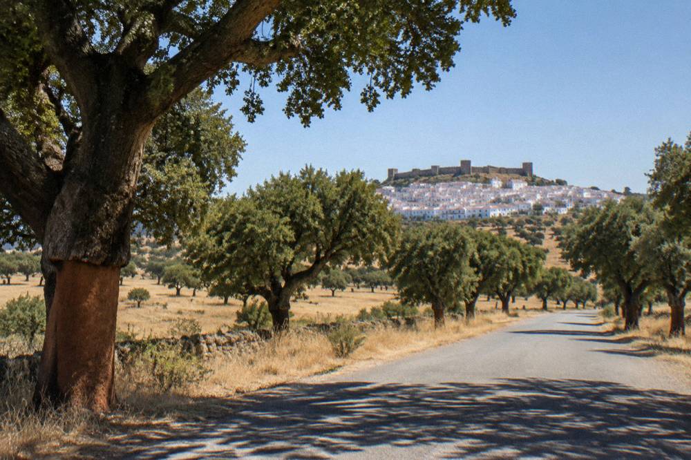 An empty country road lined with cork oak trees crossing the Alentejo plain