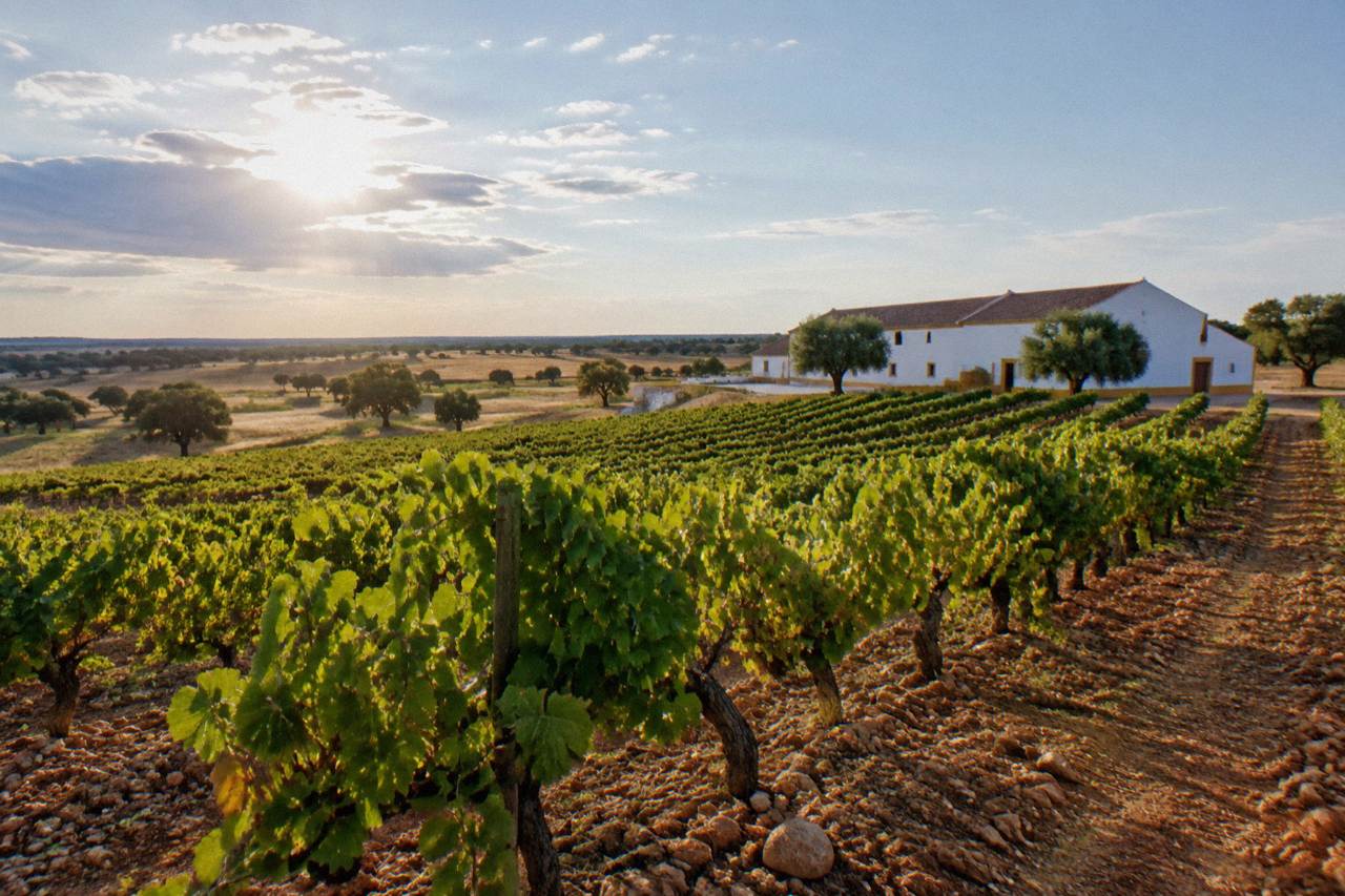 Vineyard rows on rolling Alentejo countryside near Reguengos de Monsaraz under a wide sky