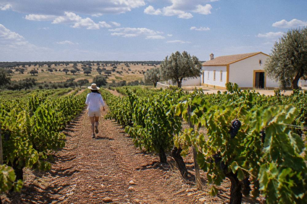 Grapes ripening in clusters on vines in late summer Alentejo sunlight