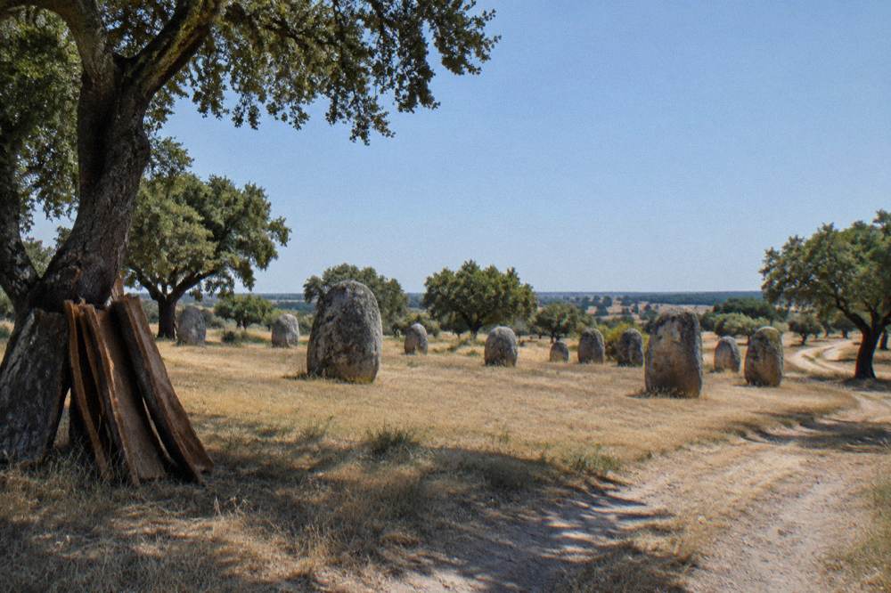 Stacked panels of raw cork bark resting against a tree in the Alentejo