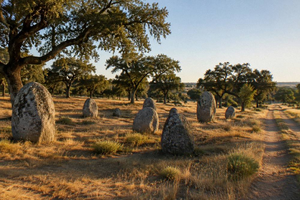 Sunset light across a cork oak landscape on the Alentejo plain