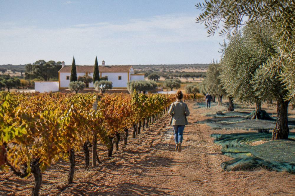 Nets spread under olive trees during harvest in the Alentejo countryside