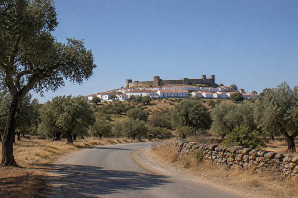 A country road lined with olive and cork trees near Arraiolos in the Alentejo