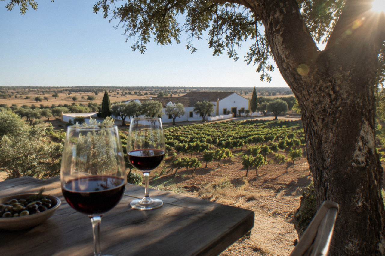 Glasses of red wine on a wooden table beside a cork oak tree in the Alentejo countryside