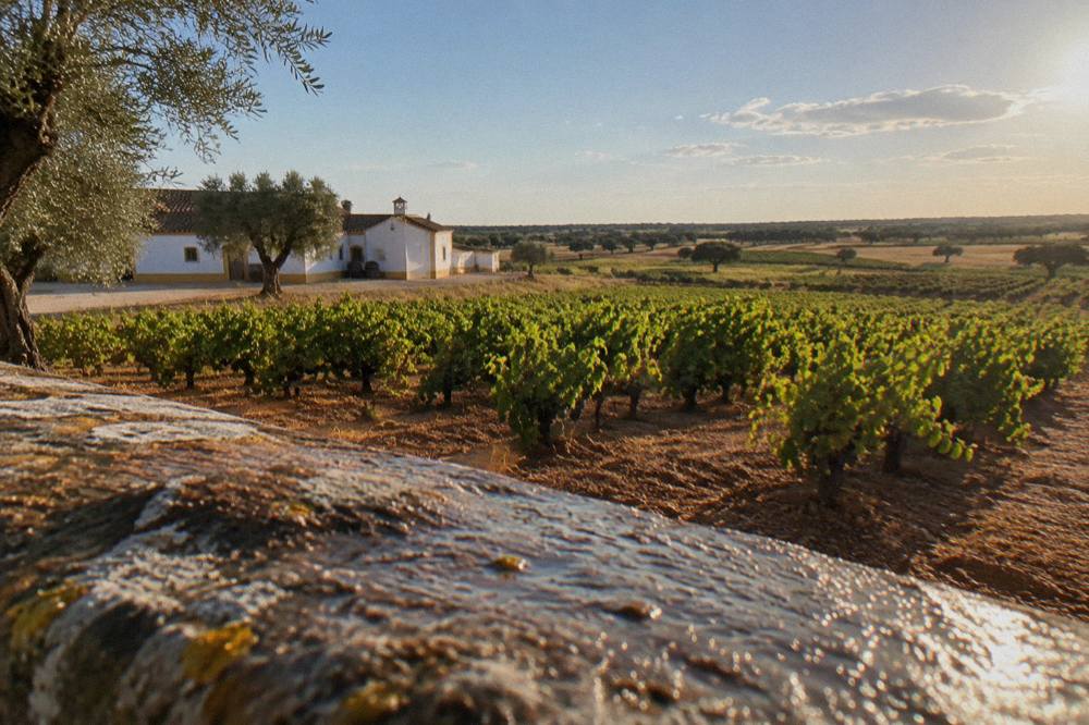 A vineyard on rolling Alentejo plains at golden hour with rows of vines stretching to the horizon