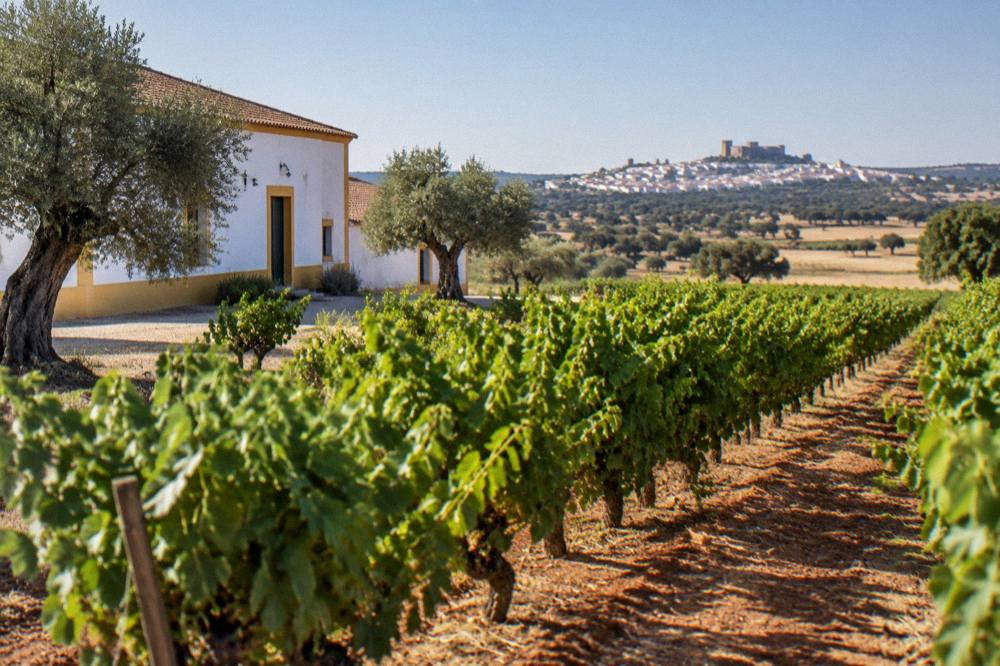 A white-walled hilltop village with a castle seen across Alentejo plains and vineyards