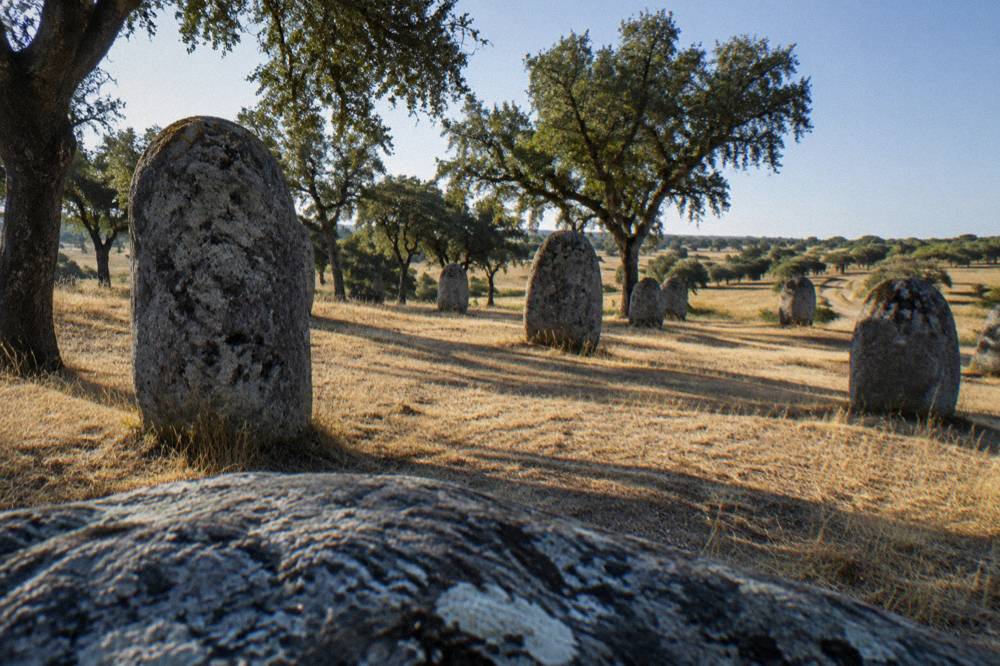 Standing stones of a stone circle standing among cork trees at sunset