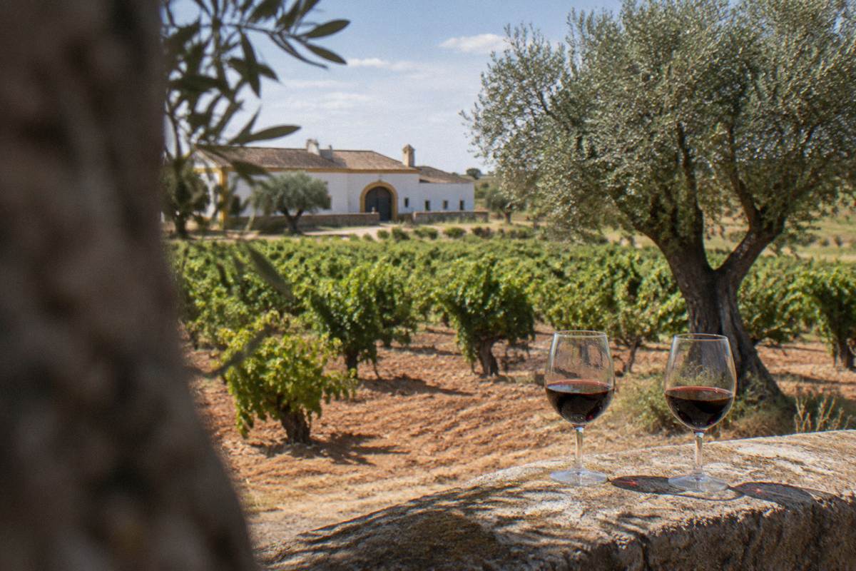Two glasses of red wine on a stone ledge with sunlit vines and an olive tree behind
