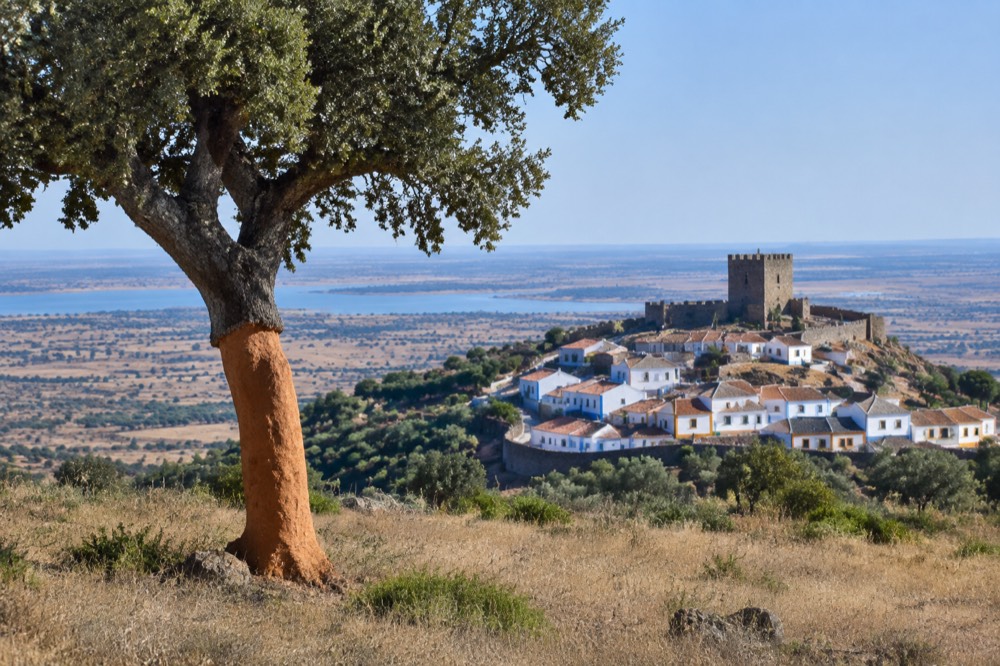 A cork oak with freshly stripped bark standing in open Alentejo grassland